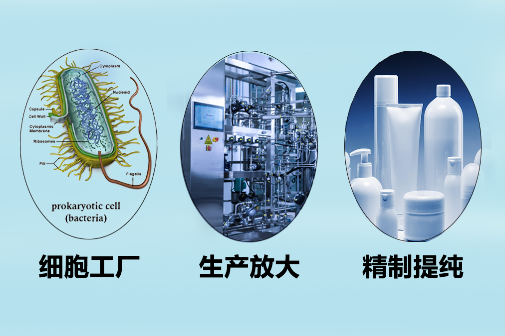 美妆原料的生物合成(传1)